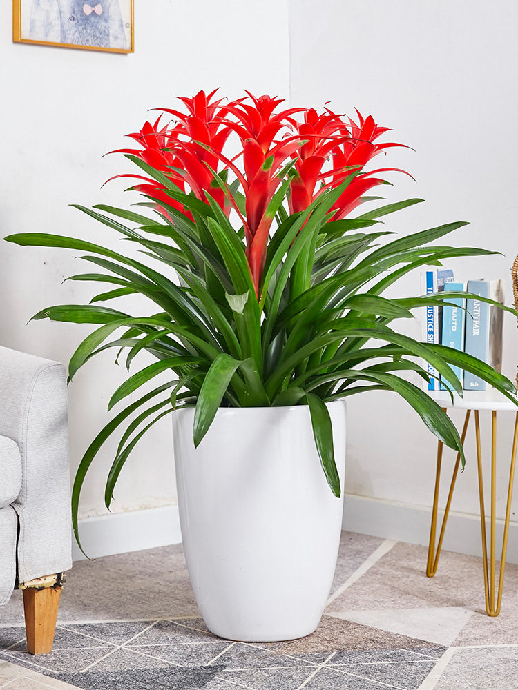 武汉凤梨盆栽鸿运当头组合盆景办公室家居甲醛开张时令草本花卉