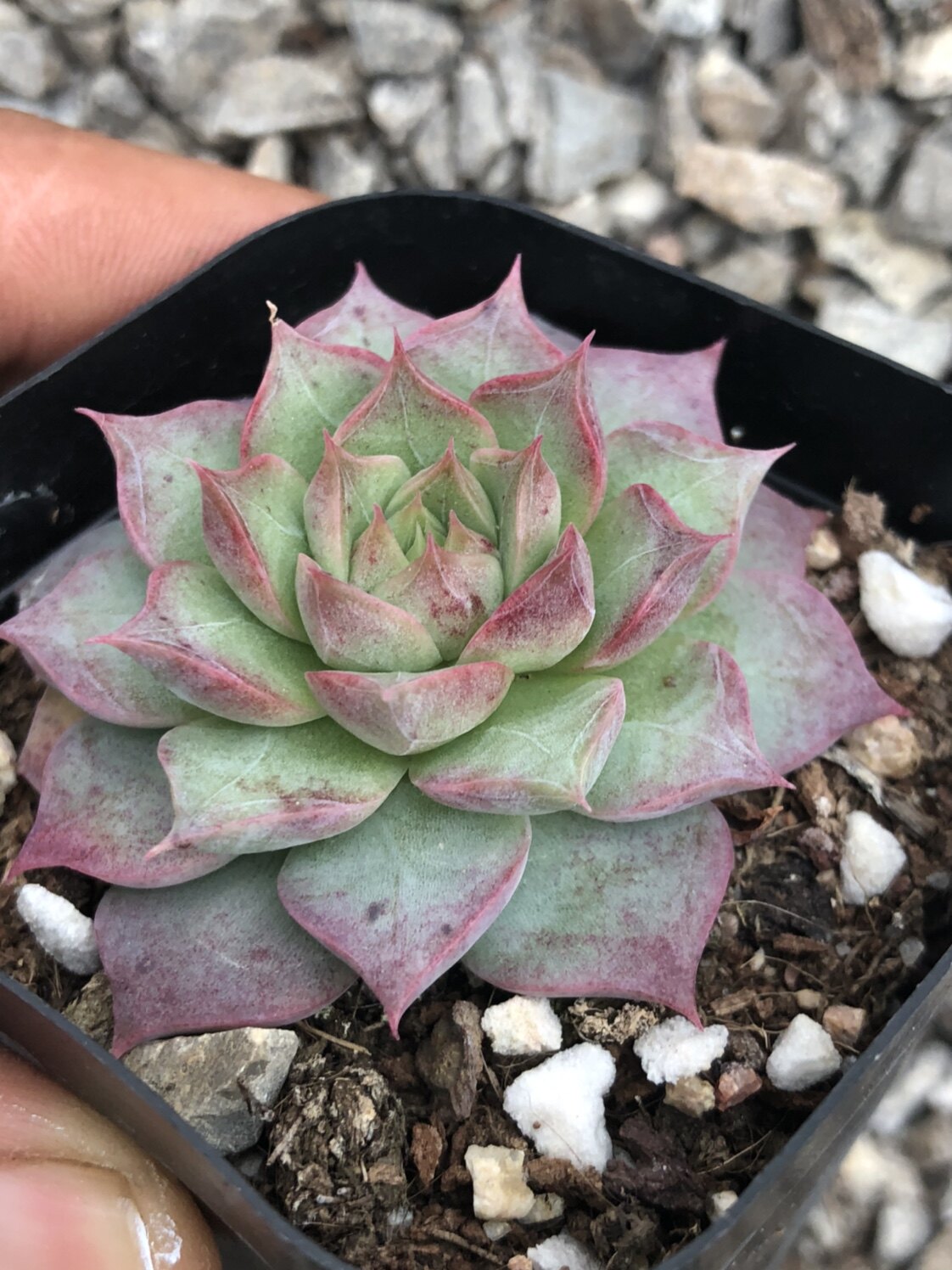 多肉植物优选小海螺带暗控养会出冰心多肉植物