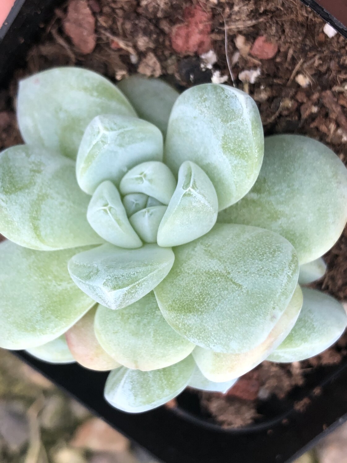 多肉植物玉蝴蝶冰玉优选选体带暗冰心多肉植物