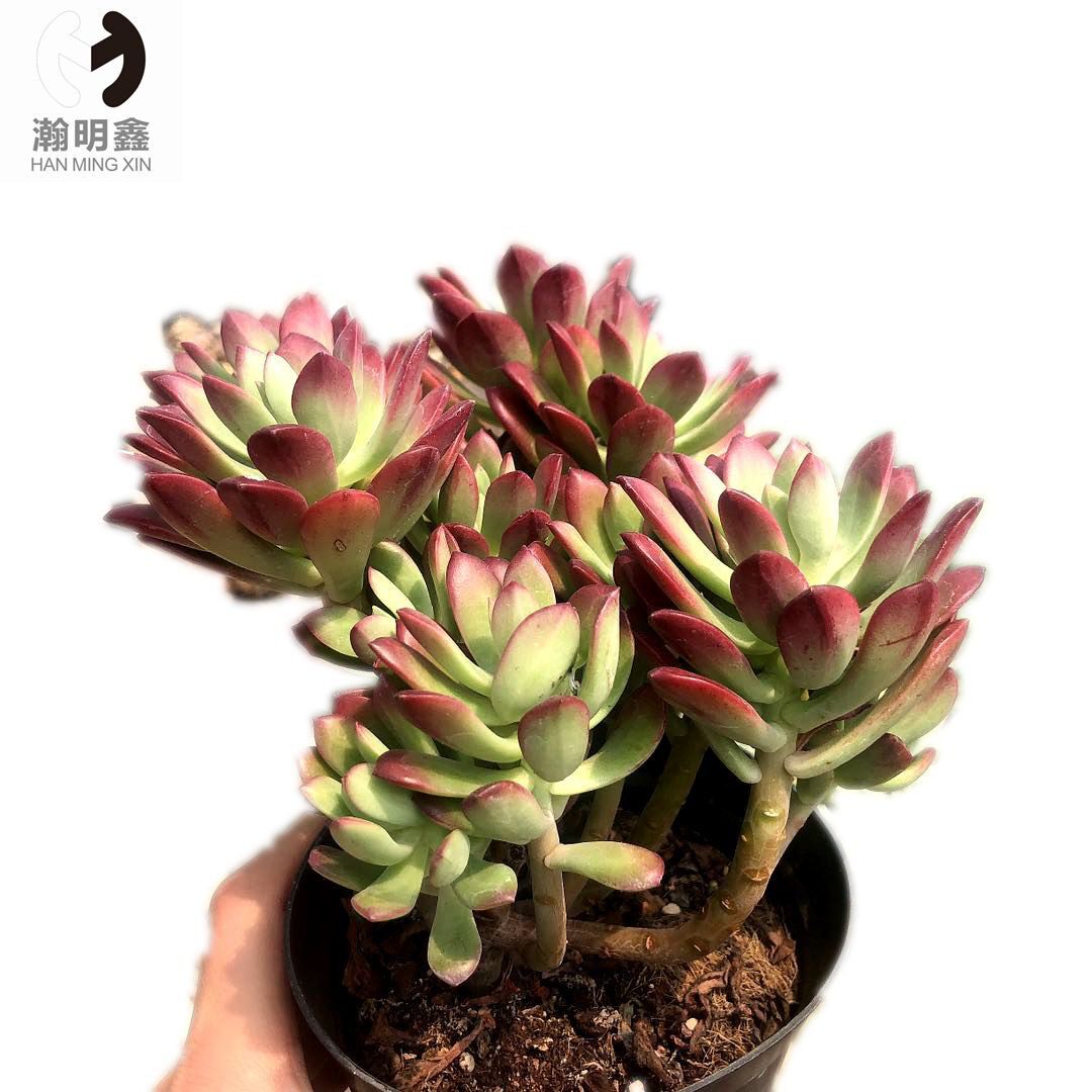 瀚明鑫多红稚胭脂口红美人云南南开挂区精品多肉植物