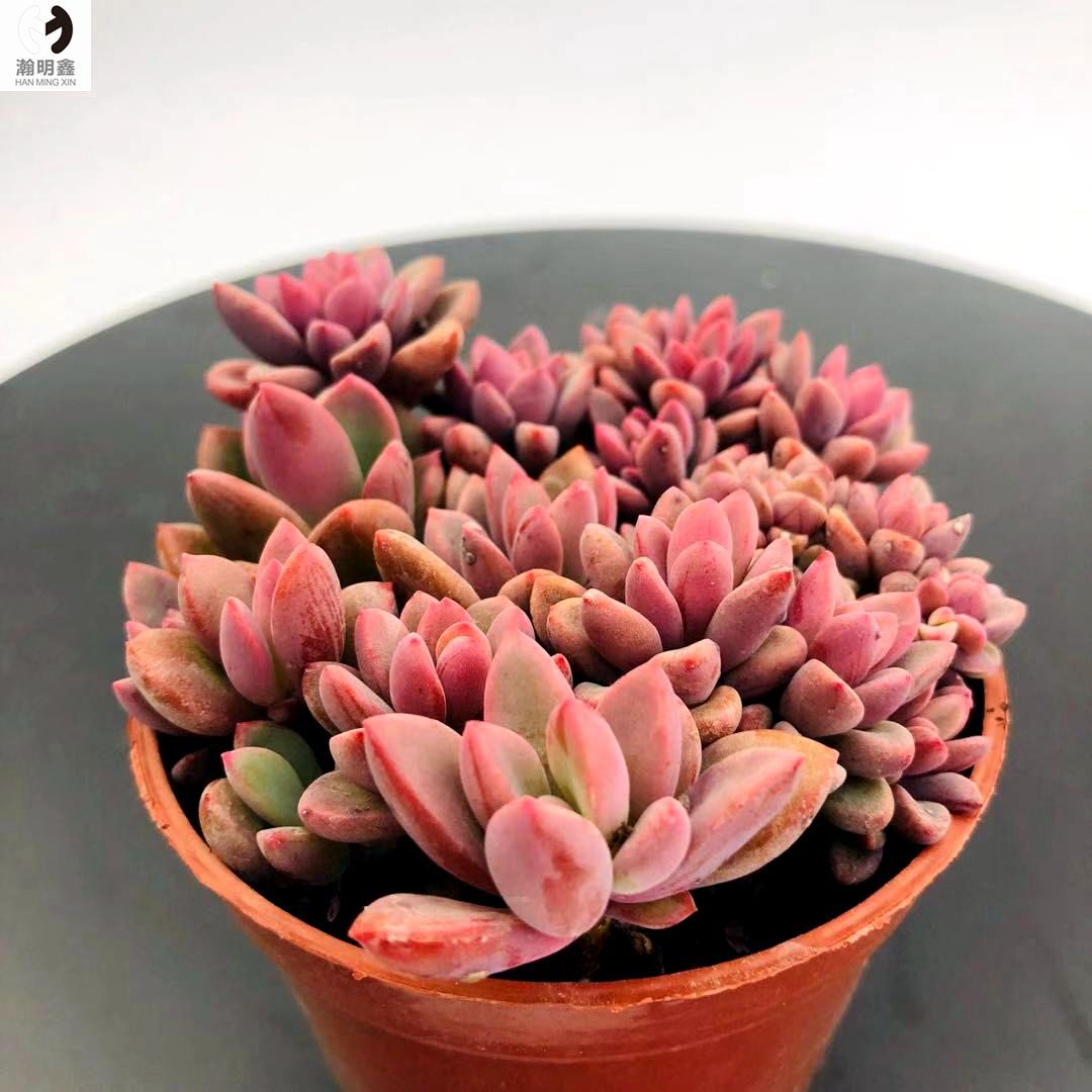瀚明鑫多粉色回忆紫心多头群生云南精品多肉多肉植物