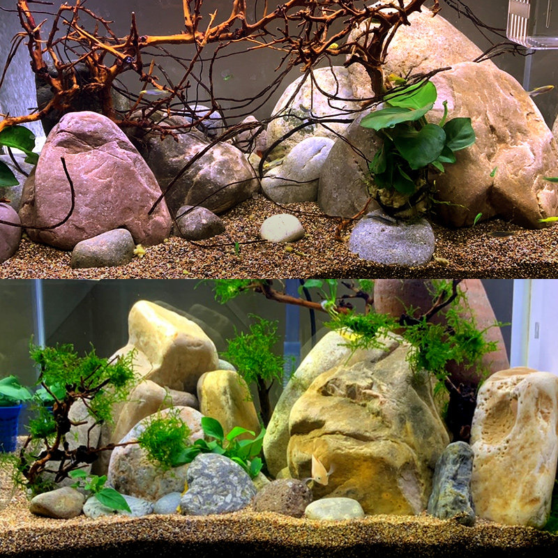 南美雨林沙鼠鱼沙鱼缸造景原生埃及七彩雷龙肥料