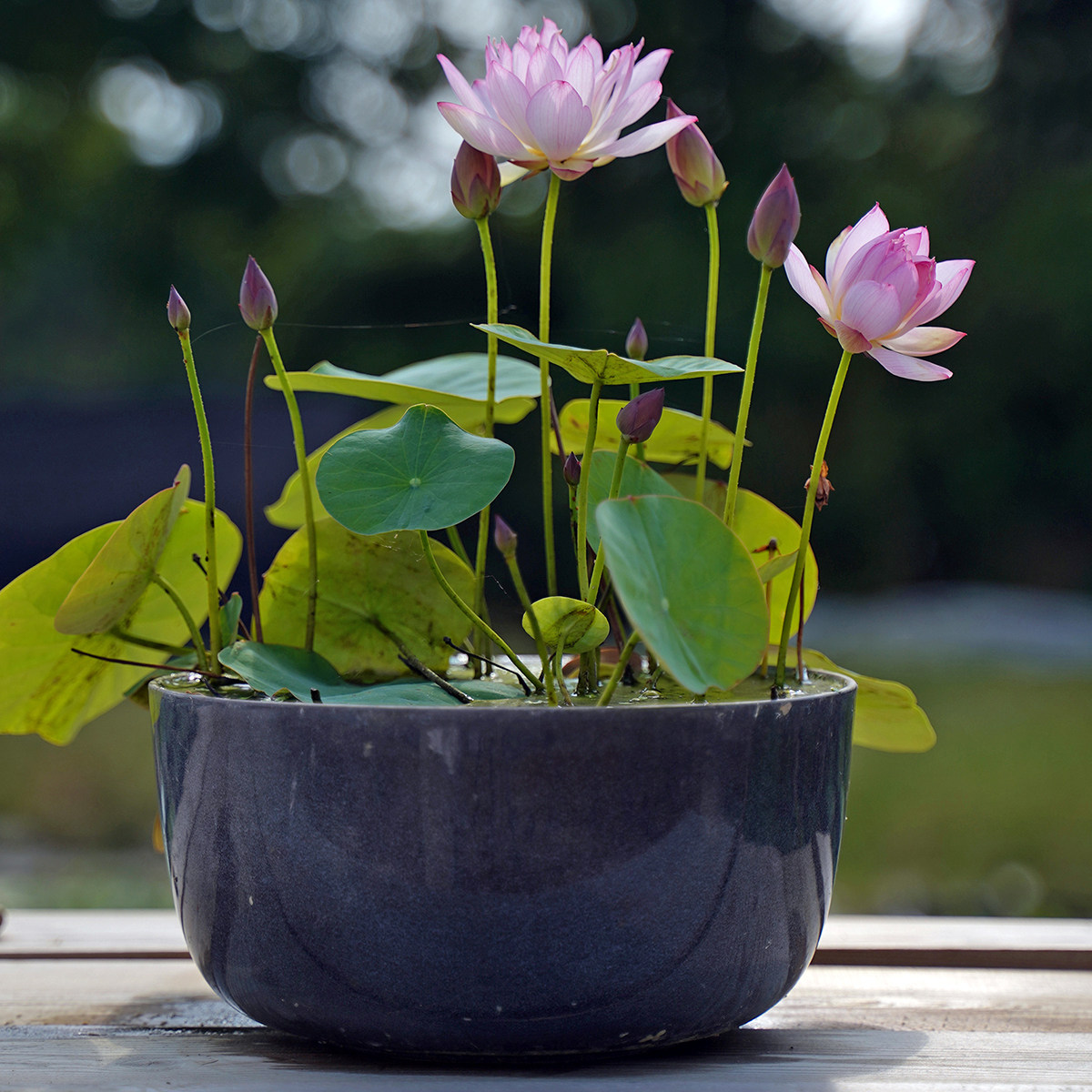 多款碗容器睡莲大号水培花盆莲花水生植物陶瓷花盆