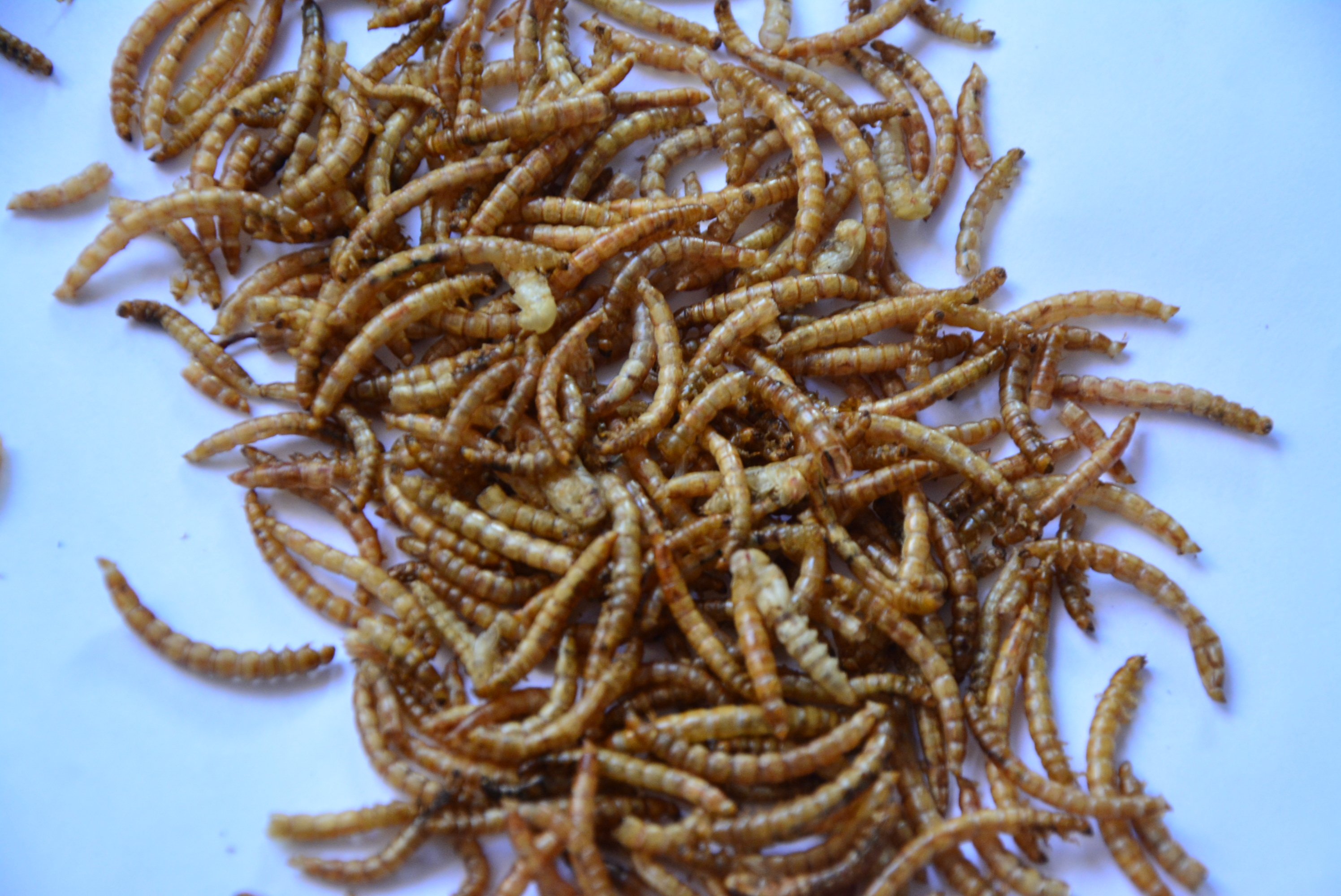 画眉鸟食饲料虫干鹩哥鸟百灵八哥鸟食饲料鸟粮面包虫干包邮500g