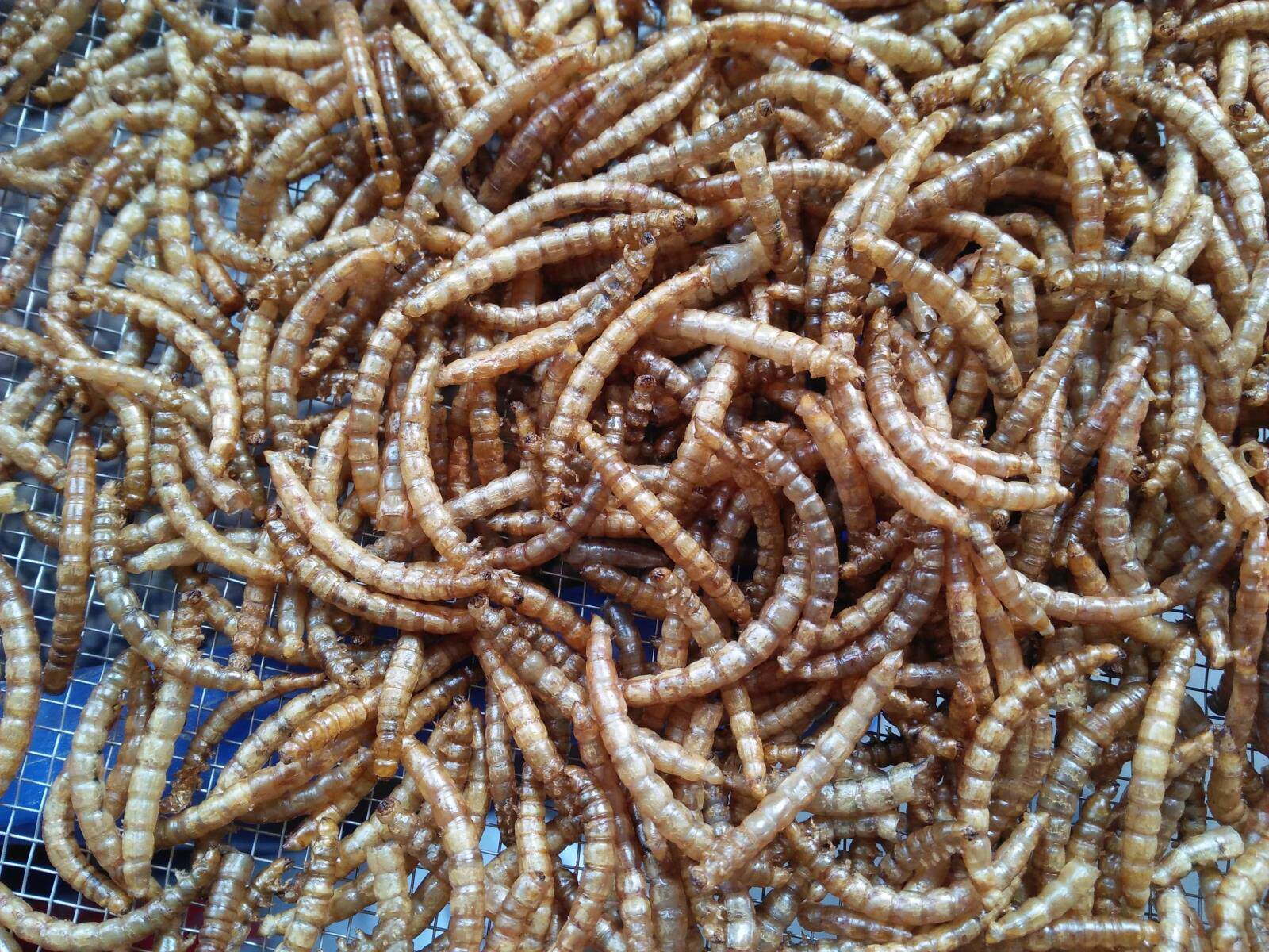 面包虫干仓鼠粮食零食鱼食鱼饲料龟粮八哥鸟食鹩哥鸟食刺猬粮食