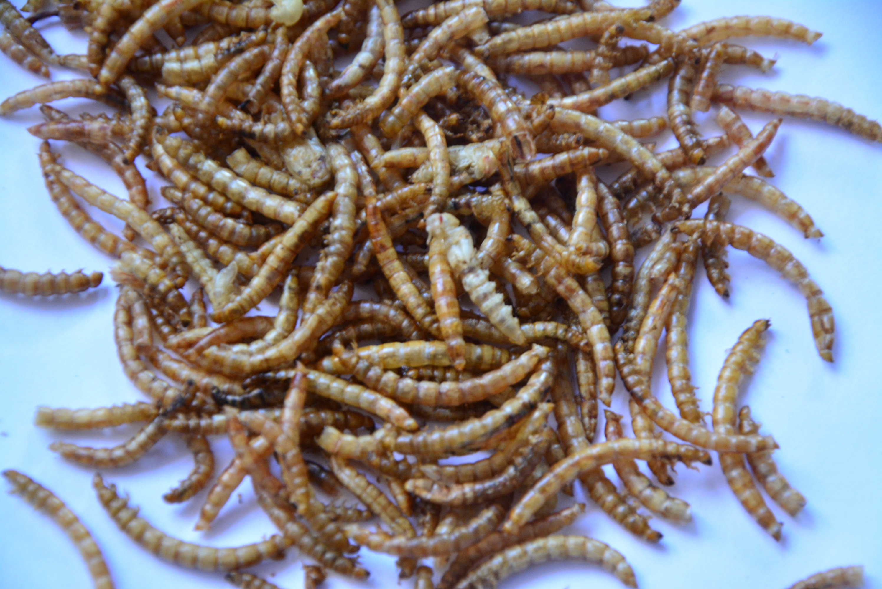 画眉鸟食饲料虫干鹩哥鸟百灵八哥鸟食饲料鸟粮面包虫干包邮500g