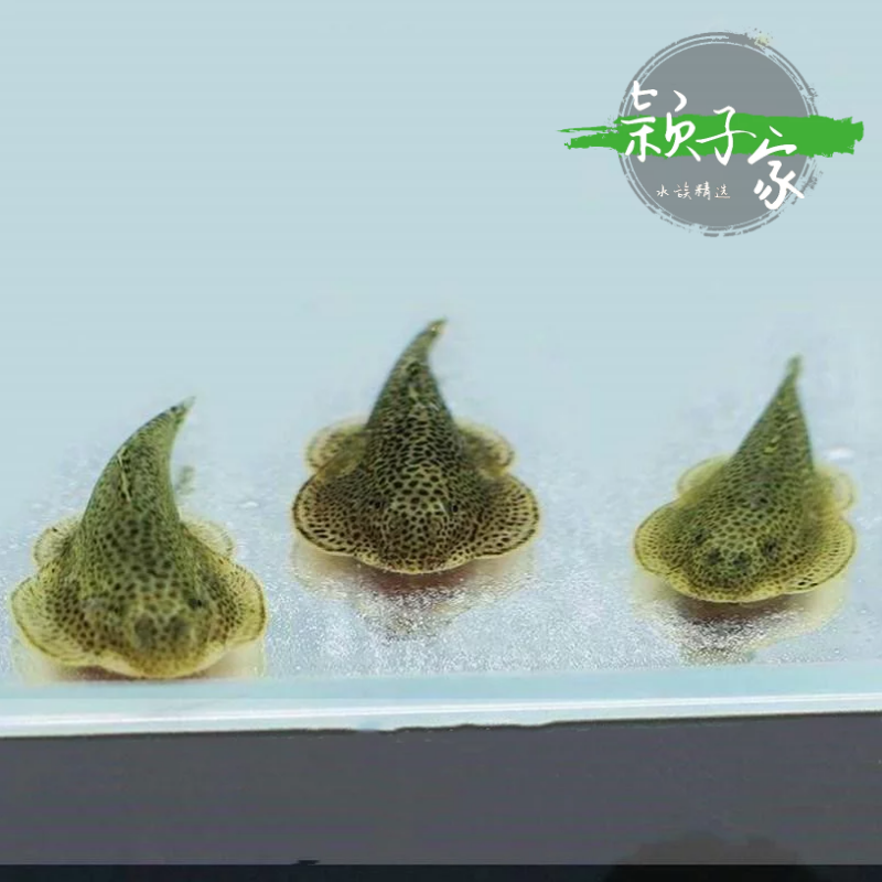 爬岩活体琵琶鼠鱼贵州特价淡水冷水清道夫观赏鱼鱼