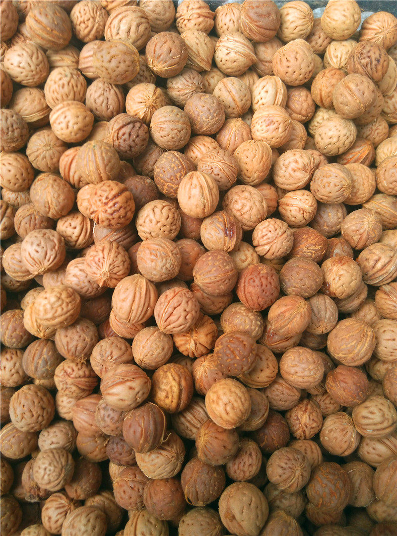 2020年山桃桃核原料枕头填充散装野生脑纹桃胡枕头