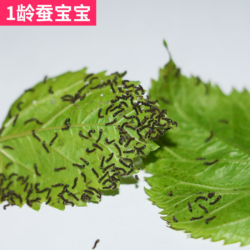 蚕宝宝装小新鲜龄送套装活体养蚕学生儿童活物蚕宝宝
