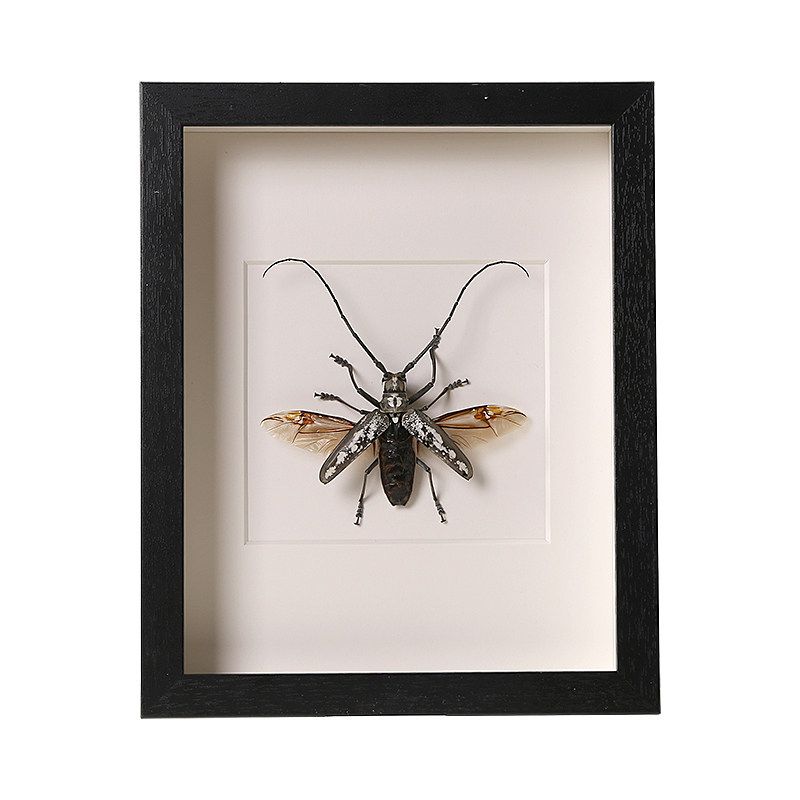 标本天牛宠物昆虫原虫真虫装饰画活体动物甲虫标本类装饰画