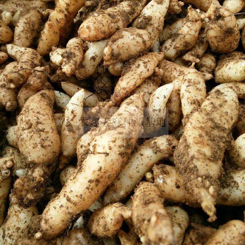 湖北新鲜0天麻种苗野生天麻种植天麻一代种子乌红杂交天麻蜜环菌