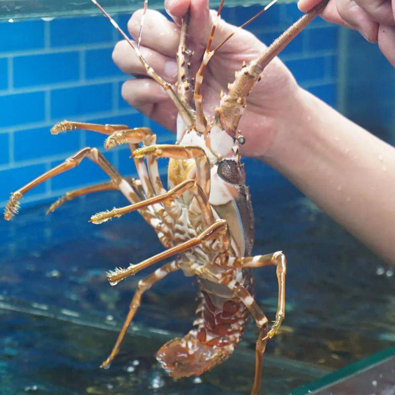 小青龙龙虾青虾青龙虾鲜活大龙虾小青龙虾鲜活活冻奥龙澳洲大龙虾抖音