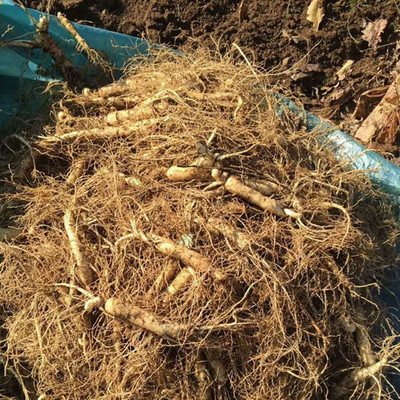 鲜参长白山新鲜野山参保鲜小参泡酒煲汤残参东北人参皂甙包邮500g