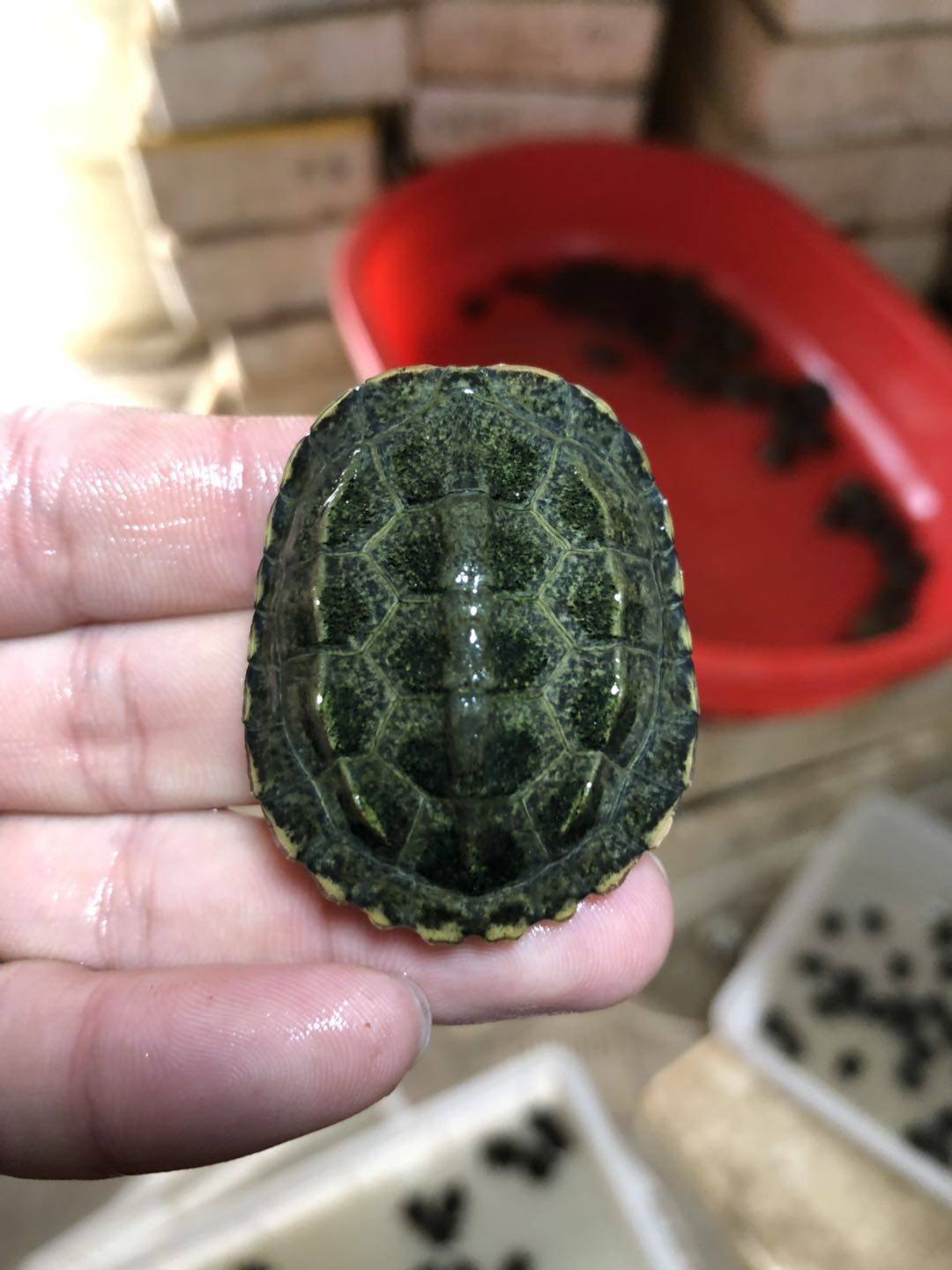 日本日石石龟杂交草龟日杂草本草龟