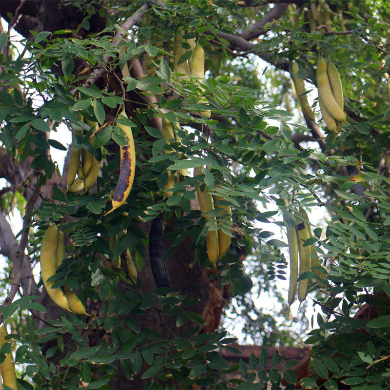 大皂角野生现磨皂荚粉包洗衣天然洗发水自制防脱其他药食同源食品