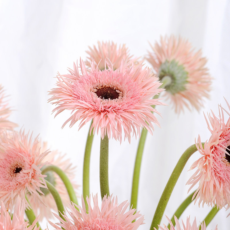 新鲜拉丝菊鲜切花粉色菊云南昆明基地直15支鲜花速递同城