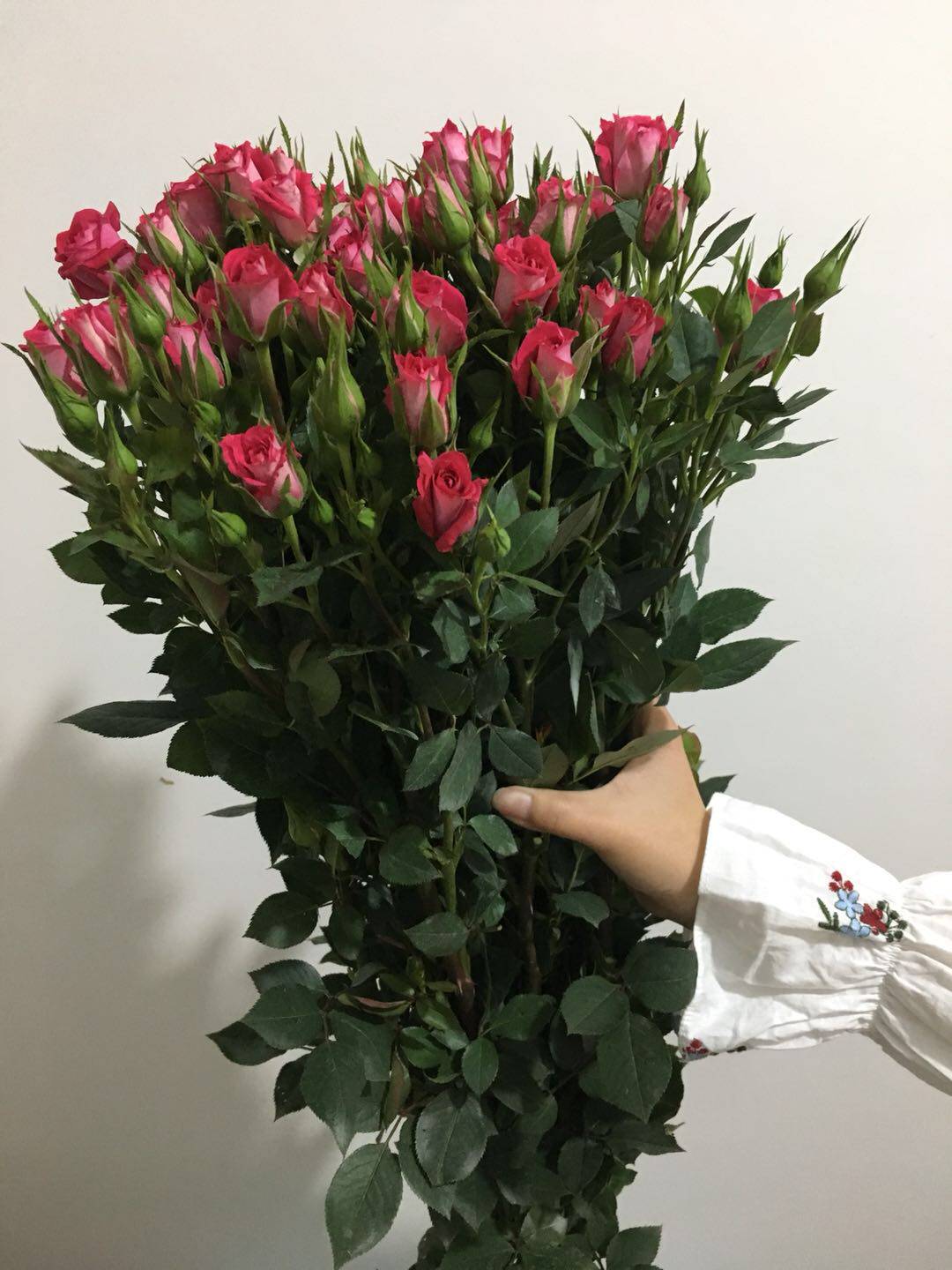 新鲜鲜花粉玫多头玫瑰a级多头粉红女郎10支扎空运全国