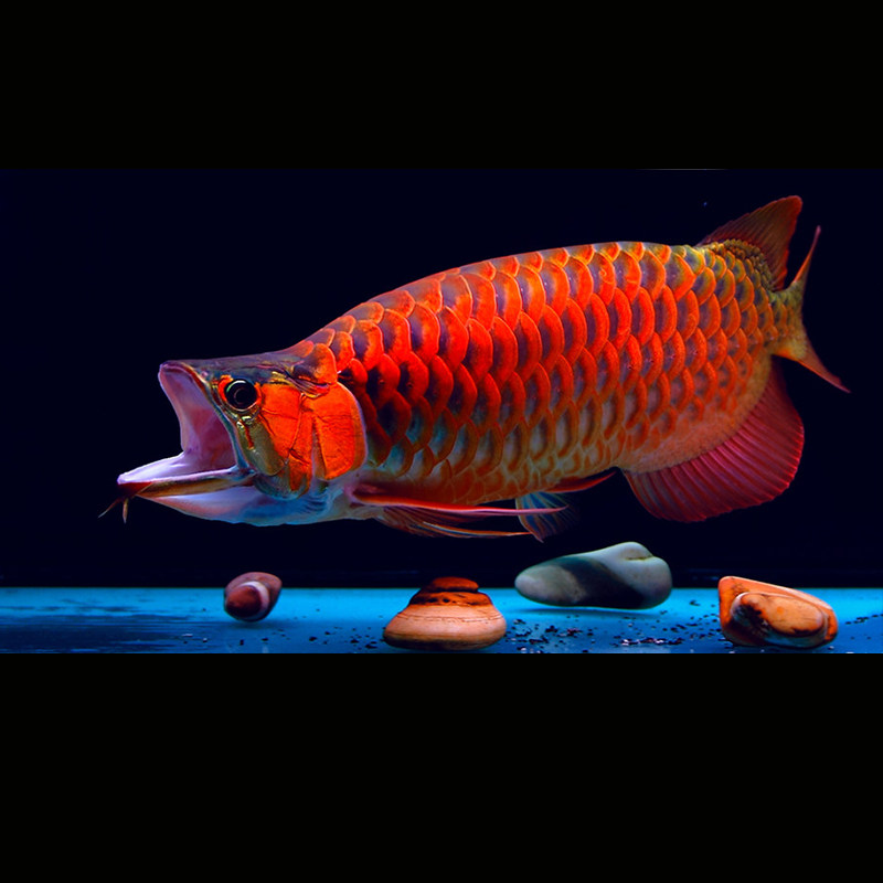 红龙鱼活体印尼超血红龙辣椒红龙鱼紫艳红龙金头过背金龙鱼苗观赏