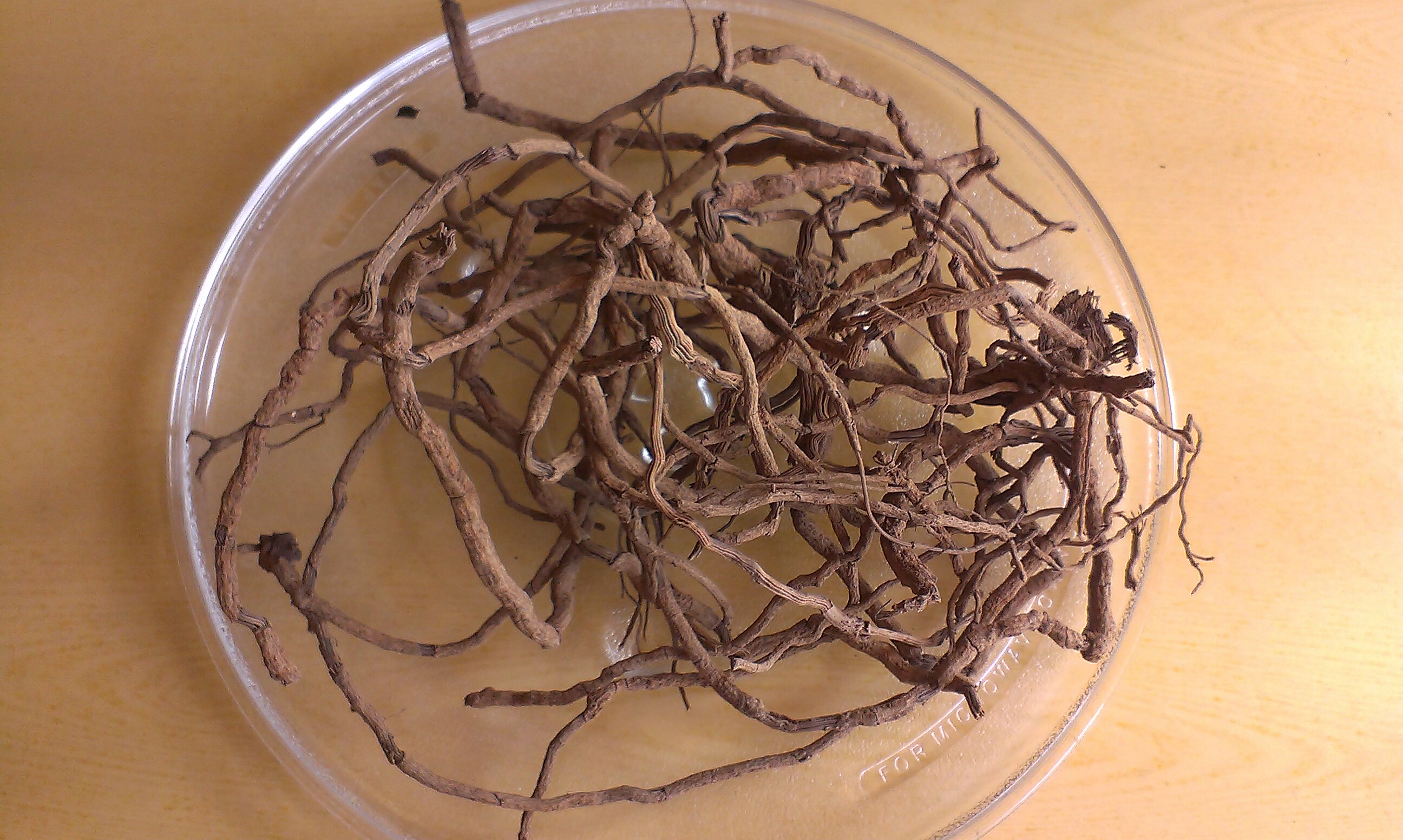 包邮海南兴隆胡椒根500g全纯根无藤条散装日晒胡椒根须根