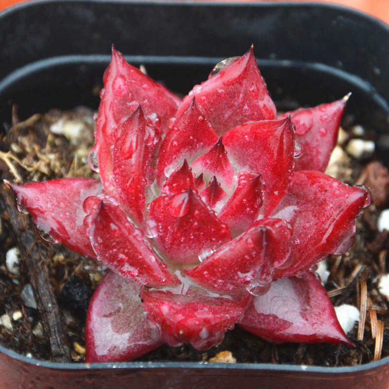 罗宾多肉植物血罗罗密欧红檀乌木办公室防辐射好养多肉植物