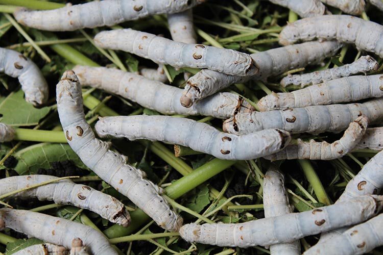 蚕宝宝活体蚕大蚕小蚕1345龄白色金色天然七彩蚕儿童养蚕包活包邮