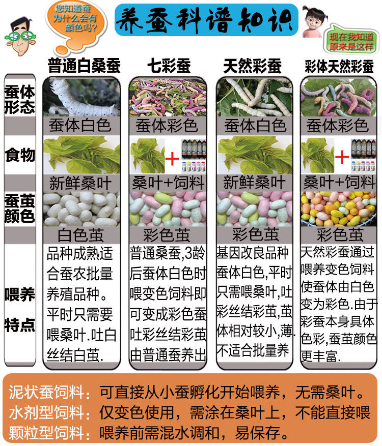 七彩蚕宝宝彩色蚕彩活体变色金蚕饲料新鲜桑叶蚕宝宝