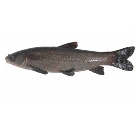 鱼苗重庆渔场直发大青活体淡水乌皖鱼灰草鱼鱼