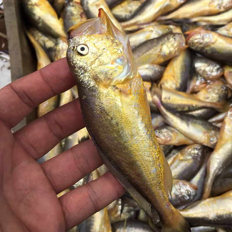 大头梅童鱼子梅鱼小梅梅子子鱼野生黄鱼舟山黄鱼