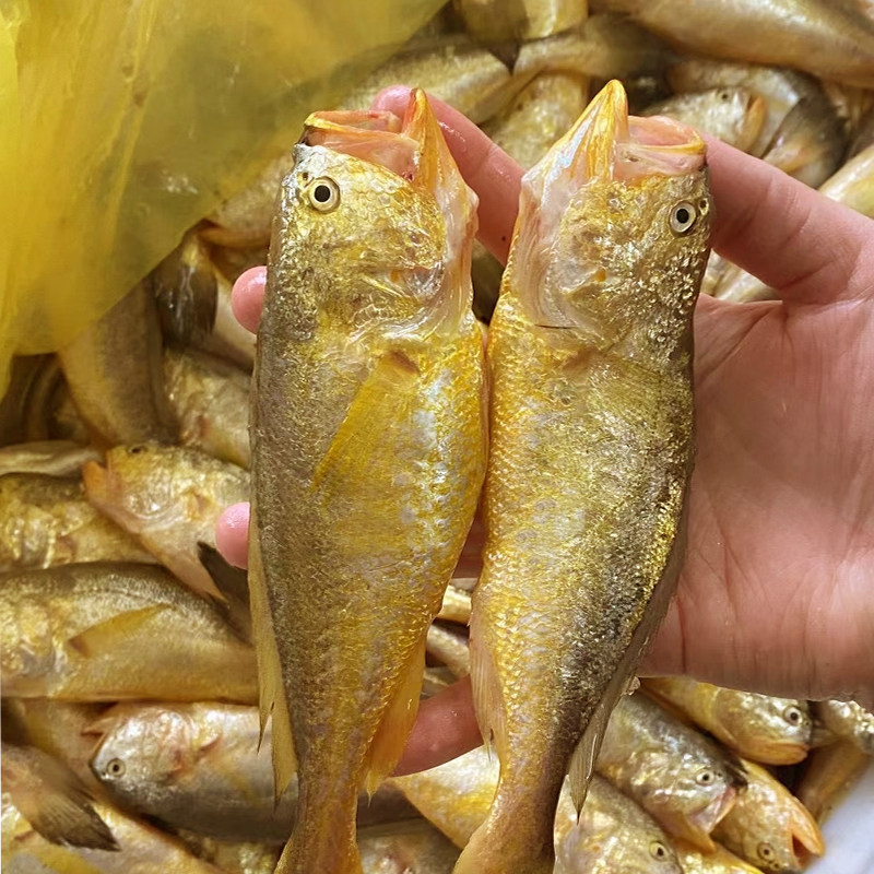 大头梅童鱼子梅鱼小梅梅子子鱼野生黄鱼舟山黄鱼
