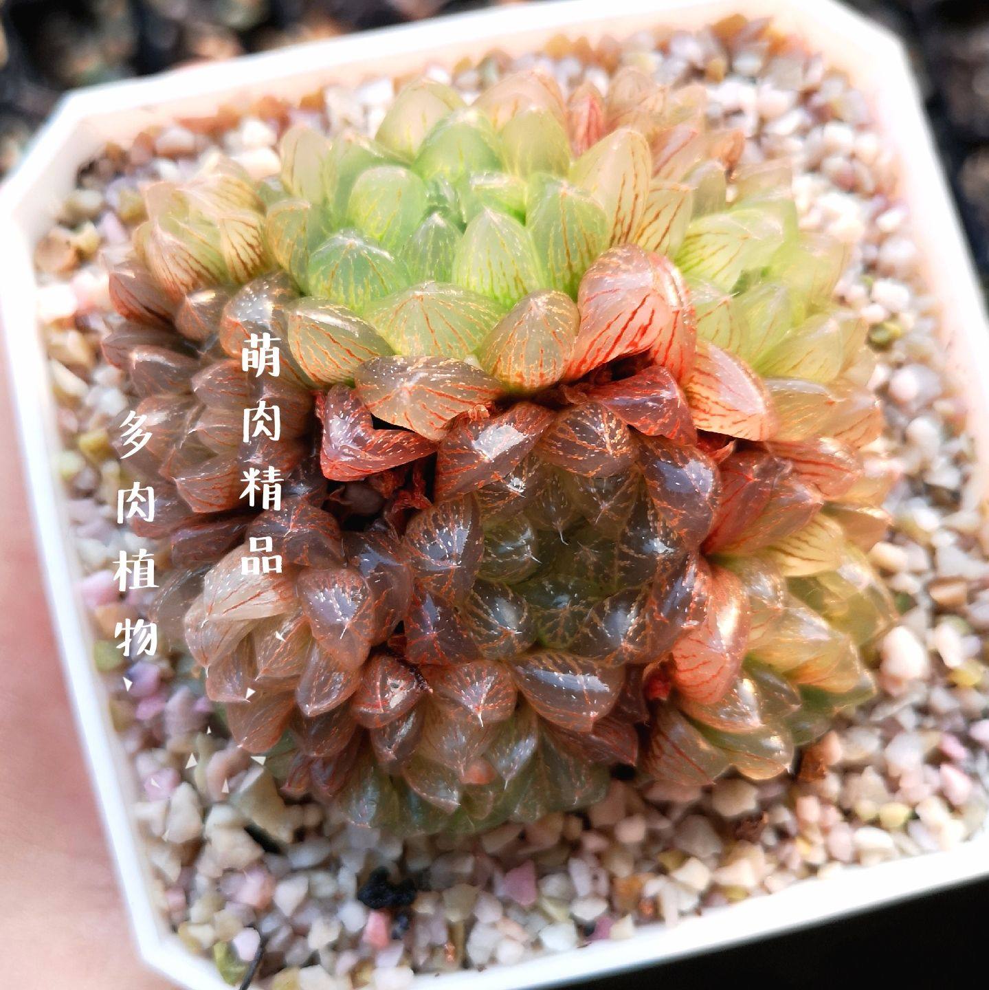 十二群生原始粉色果冻雪花玉露一物一拍多肉多肉植物