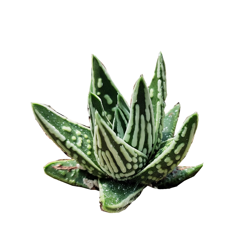 东升园艺天使之泪硬叶十二卷多植物趣味易活室内多肉植物