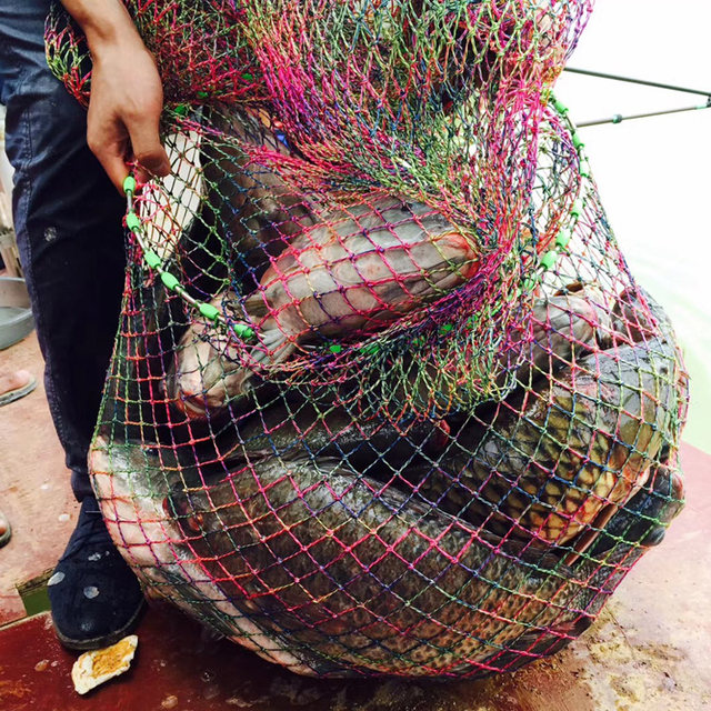 Luo Fei's mouth lure small medicine black pit Luo Fei frozen fish bait additives wild fishing nest feed formula supplies Luo Fei's mouth lure small medicine black pit Luo Fei frozen fish bait additives wild fishing nest feed formula supplies