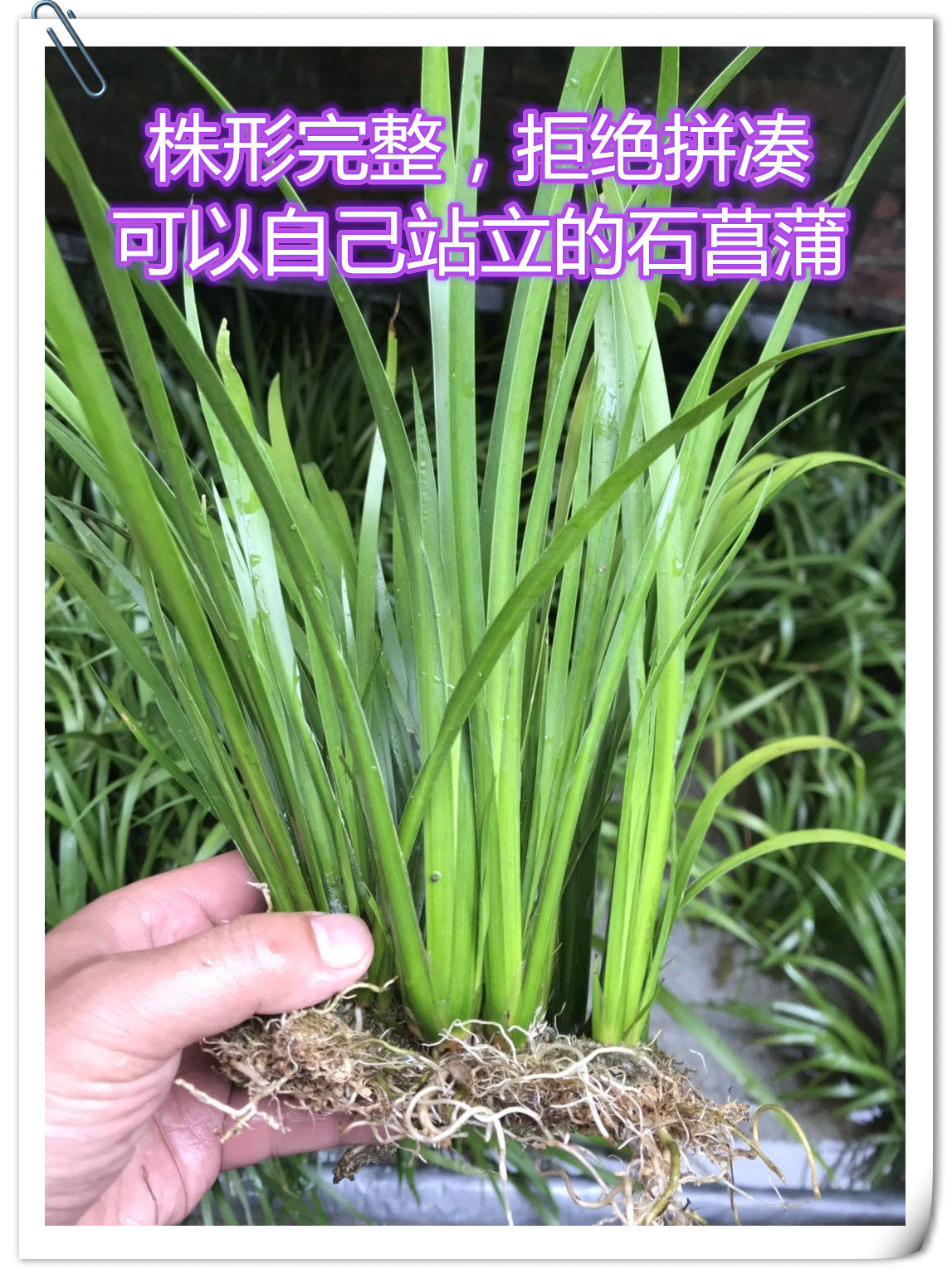 水培石菖蒲水剑草挺植物龟缸过滤造景绿植办公室绿植