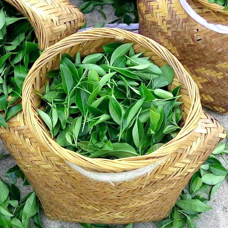 12年老店 金龙壶 漳平水仙茶精选兰花香260元500克高山乌龙茶老枞