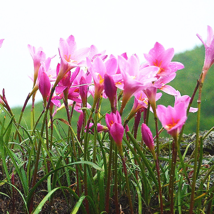 耐热普粉风雨雨兰葱兰韭兰花卉绿植盆栽夏季种球