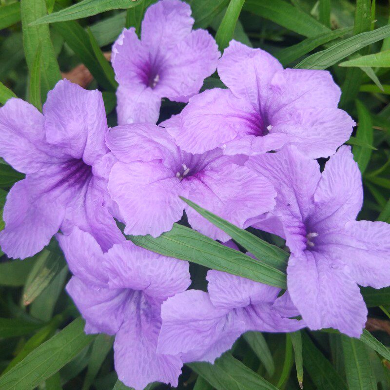 翠芦莉小花苗花卉绿植植物耐寒耐热阳台庭院花卉