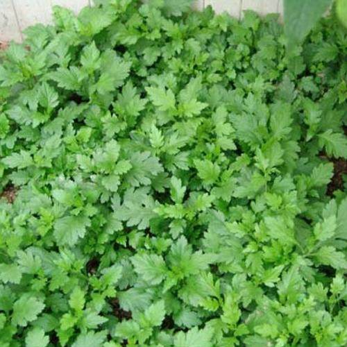 南京特产菊花脑菊花菜蔬菜菊花叶涝头新鲜绿色蔬包邮野菜9.9一斤