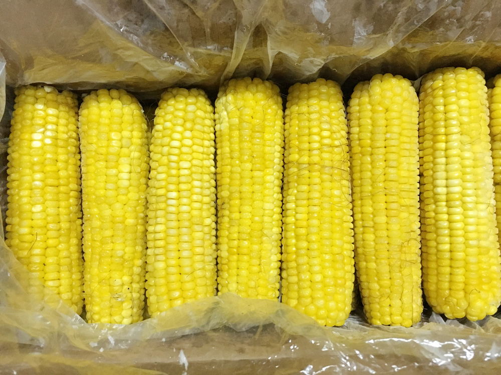 2020年新货东北冷冻粘糯黄玉玉米棒微甜转基因整箱玉米