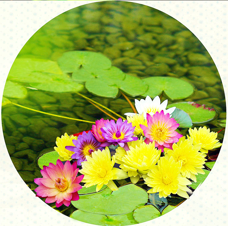 台湾香水莲花九品香莲花苗引种睡莲根块水生时令草本花卉