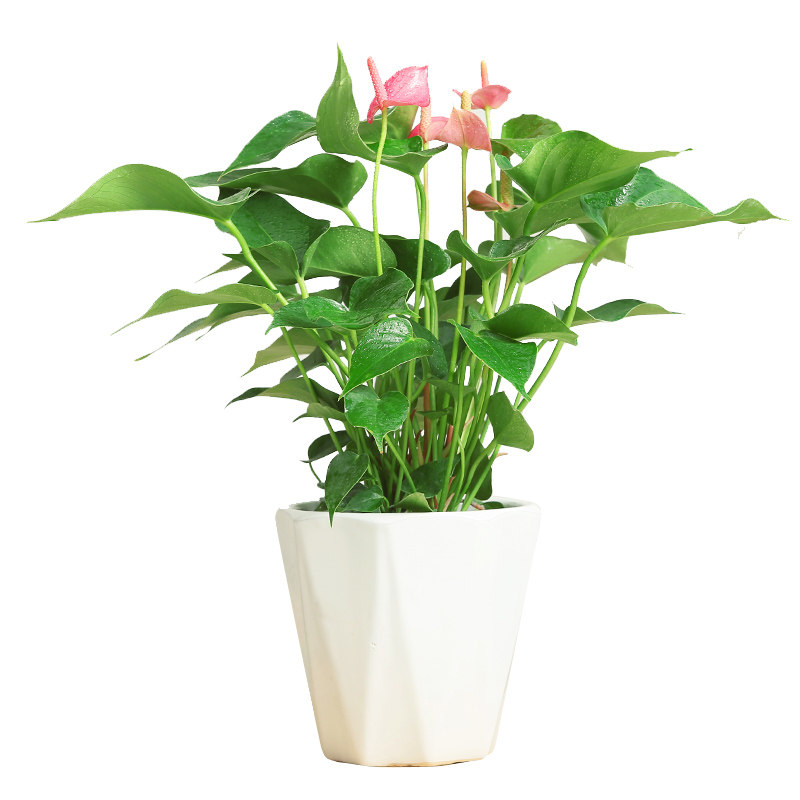 粉掌室内客厅卧室办公室植物绿植花卉盆栽南京时令草本花卉