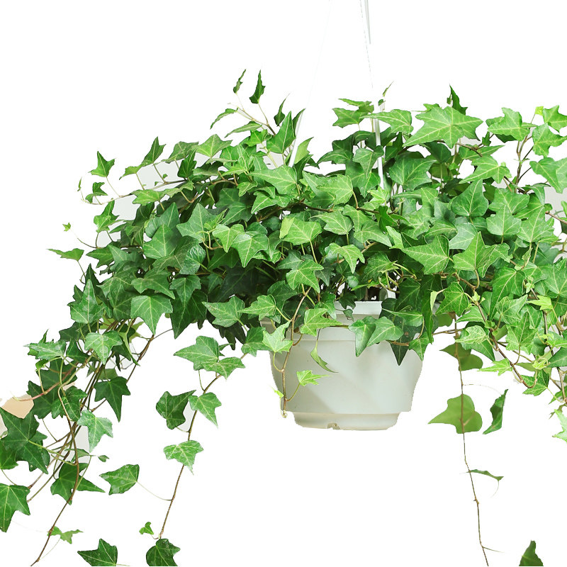 植物常春藤爬藤小盆盆栽花卉室内外挂式绿植盆景绿植