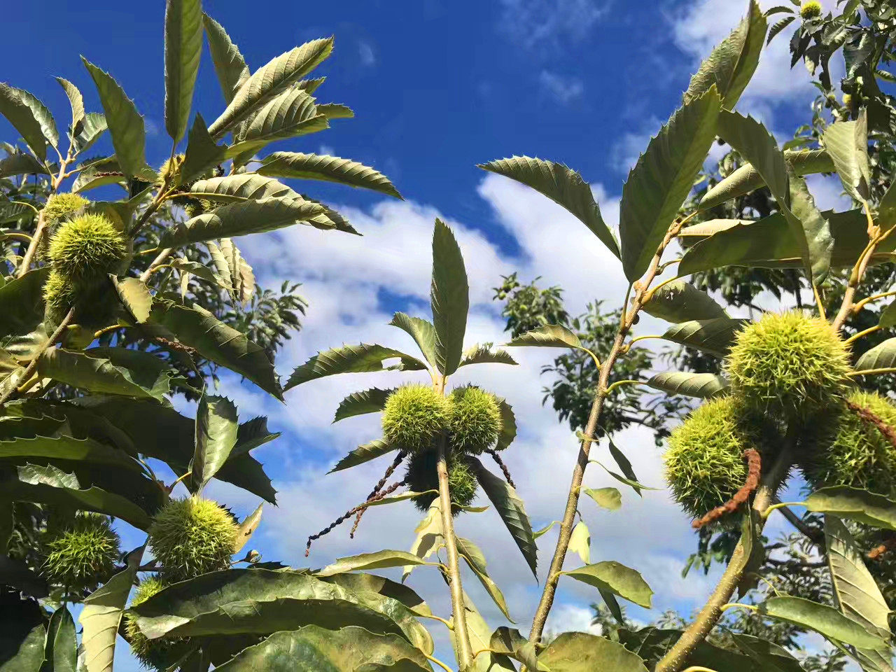 板栗迁西新鲜即食遵化正宗燕山京东野生小油即食板栗