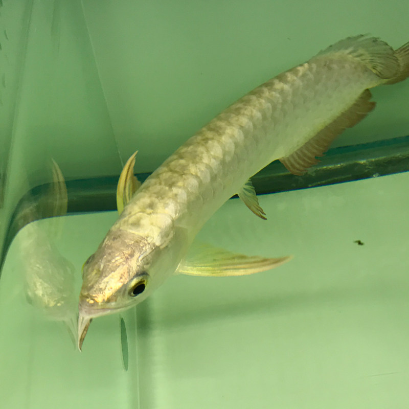 热带观赏银龙鱼活鱼大型招财金龙鱼活体鹦鹉鱼小型淡水发财鱼幼苗