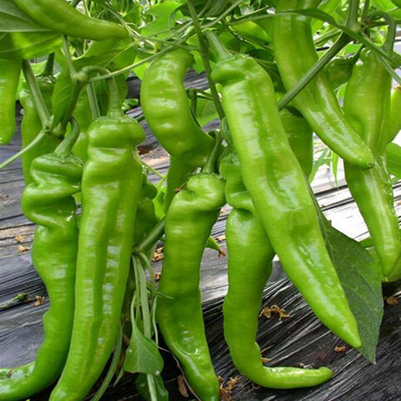 日本高产温室露天春秋籽种种籽辣椒抗病圣峰家庭园艺种子