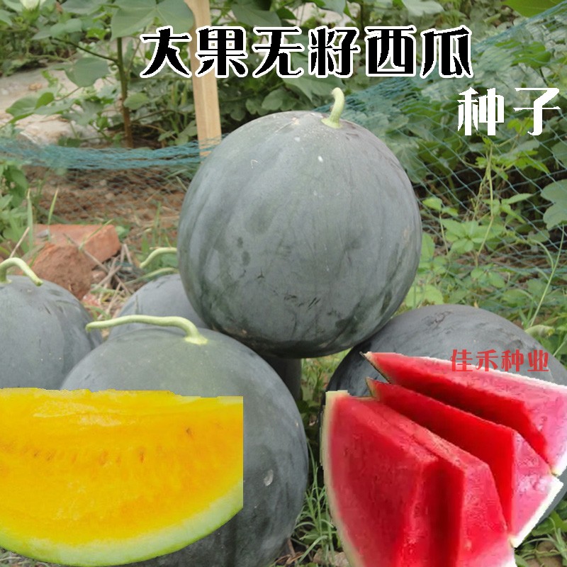 无籽西瓜种子黑皮黄皮红黄肉特大西瓜种籽春季蔬菜水果家庭园艺种子