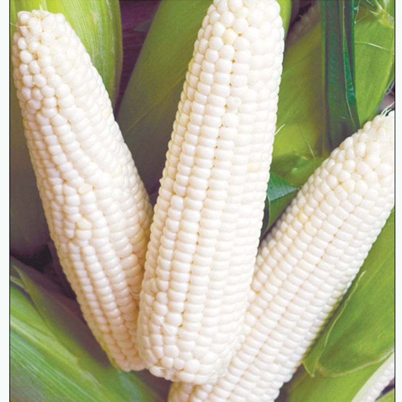 玉米中品甜糯种子白色鲜食种籽香甜粘糯春夏季家庭园艺种子