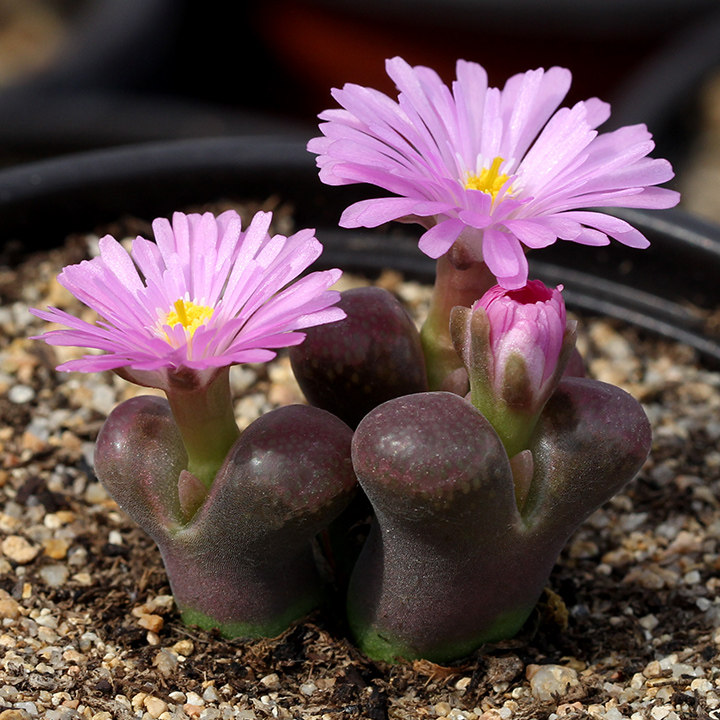 风铃一物一拍番杏科肉锥花属多肉植物早安日光多肉植物