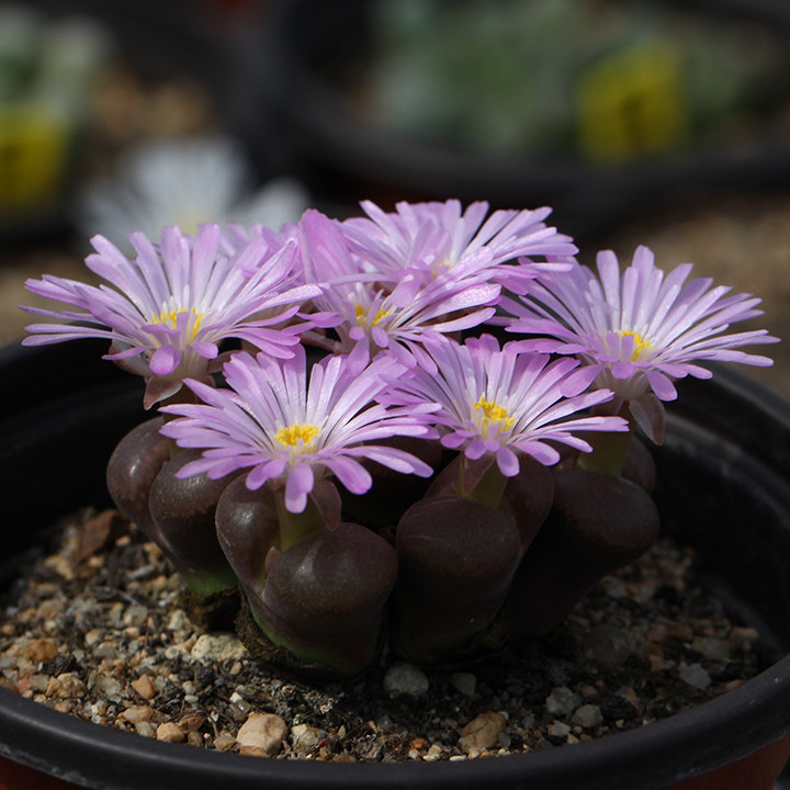 风铃一物一拍番杏科肉锥花属多肉植物早安日光多肉植物