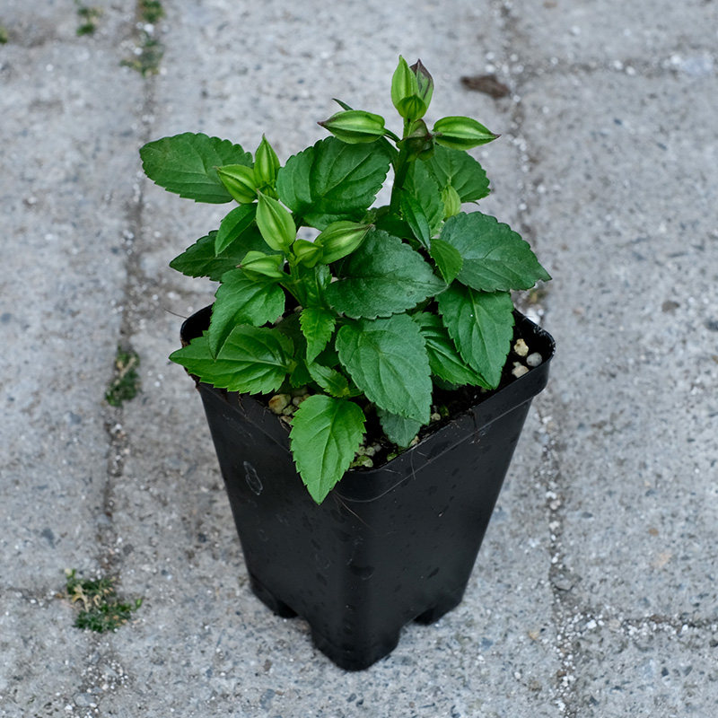 夏堇花苗花种种子四季开花夏季盆栽阳台室内外时令草本花卉