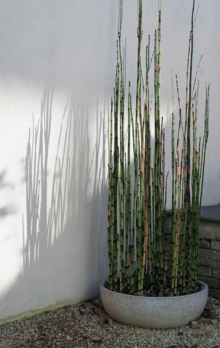 包邮中式日式式禅意景观水培水景植物观赏节节大型绿植